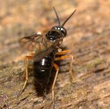 Attēlu rezultāti vaicājumam “Xylophagidae”