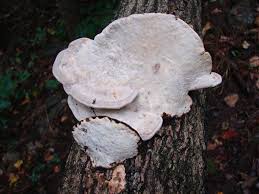 Attēlu rezultāti vaicājumam “Oxyporus”