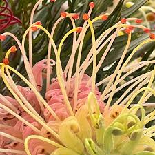 Image result for Frostabella ginsterfarmii