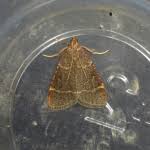 Attēlu rezultāti vaicājumam “Hypsopygia glaucinalis”