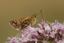 Attēlu rezultāti vaicājumam “Hesperia comma underside”