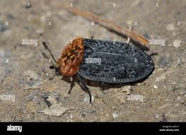 Attēlu rezultāti vaicājumam “Oiceoptoma thoracicum”