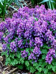Attēlu rezultāti vaicājumam “Corydalis solida”