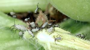Image result for insect poop