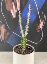 Attēlu rezultāti vaicājumam “Arenaria procera leaf”