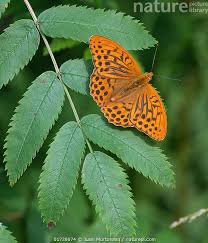 Attēlu rezultāti vaicājumam “Argynnis paphia”