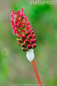 Attēlu rezultāti vaicājumam “Poterium sanguisorba flower”