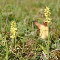 Attēlu rezultāti vaicājumam “Herminium monorchis leaf”