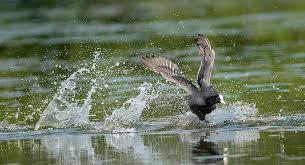 Attēlu rezultāti vaicājumam “Fulica atra adult”