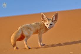 Attēlu rezultāti vaicājumam “Vulpes zerda”