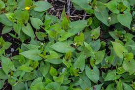 Attēlu rezultāti vaicājumam “Fallopia convolvulus leaf”