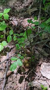 Attēlu rezultāti vaicājumam “Diplolepis bicolor”
