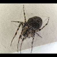 Attēlu rezultāti vaicājumam “Metellina merianae”