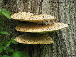 Attēlu rezultāti vaicājumam “Polyporus squamosus”