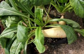 Image result for Raphanus sativus ssp. Oleiformes