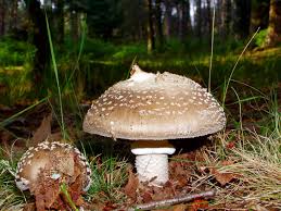 Attēlu rezultāti vaicājumam “Amanita excelsa”