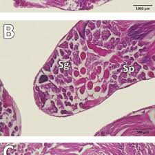 Attēlu rezultāti vaicājumam “Silpha sp.”