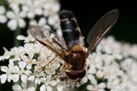 Attēlu rezultāti vaicājumam “Leucozona glaucia”