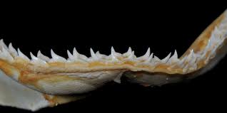 Image result for Rhizoprionodon terraenovae