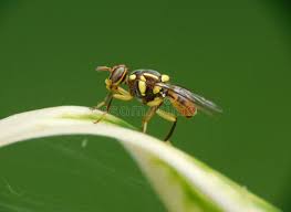 Attēlu rezultāti vaicājumam “Tephritidae”