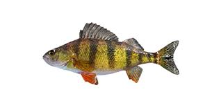 Image result for Perca flavescens