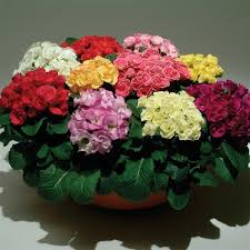 Attēlu rezultāti vaicājumam “Primula”