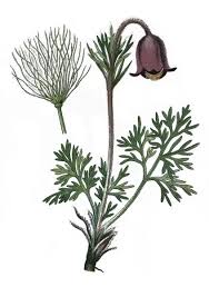 Attēlu rezultāti vaicājumam “Pulsatilla pratensis flower”