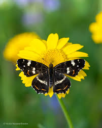 Attēlu rezultāti vaicājumam “Araschnia levana underside”