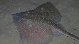 Image result for Rostroraja alba