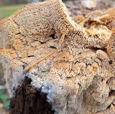 Attēlu rezultāti vaicājumam “Phellinus ferruginosus”