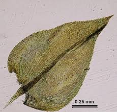 Attēlu rezultāti vaicājumam “Eurhynchium hians”