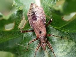 Attēlu rezultāti vaicājumam “Himacerus apterus”