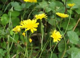 Attēlu rezultāti vaicājumam “Lapsana communis flower”