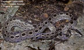 Attēlu rezultāti vaicājumam “Badhamia flavoglauca sessile”