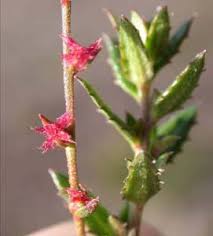Attēlu rezultāti vaicājumam “Haloragaceae”