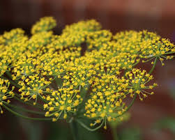 Attēlu rezultāti vaicājumam “Anethum graveolens flower”