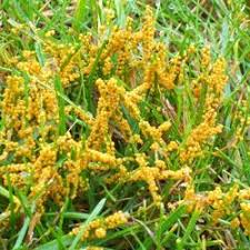 Attēlu rezultāti vaicājumam “Badhamia foliicola”