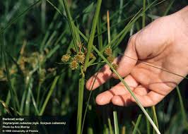 Attēlu rezultāti vaicājumam “Physarum obscurum sessile”