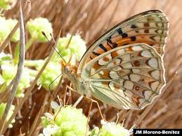 Attēlu rezultāti vaicājumam “Argynnis niobe”