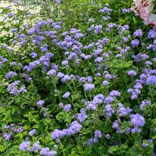 Image result for Ageratum houstonianum