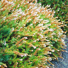 Attēlu rezultāti vaicājumam “Calluna vulgaris leaf”