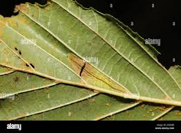 Attēlu rezultāti vaicājumam “Melampsoridium sp.”