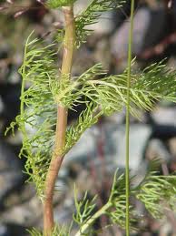 Attēlu rezultāti vaicājumam “Tripleurospermum inodorum flower”