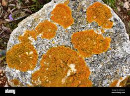 Attēlu rezultāti vaicājumam “Xanthoria candelaria”