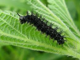 Attēlu rezultāti vaicājumam “Araschnia levana larva”