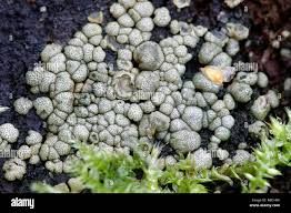 Attēlu rezultāti vaicājumam “Hypocrea pulvinata”