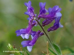 Attēlu rezultāti vaicājumam “Vicia tenuifolia”