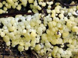 Attēlu rezultāti vaicājumam “Hypocrea gelatinosa”