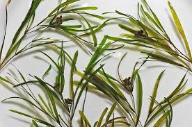 Attēlu rezultāti vaicājumam “Potamogeton trichoides leaf”