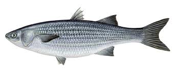 Image result for Mugil liza